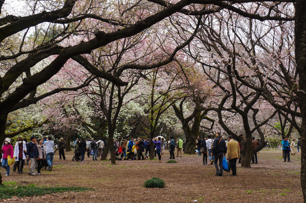 Shinjuku_Gyoen_05