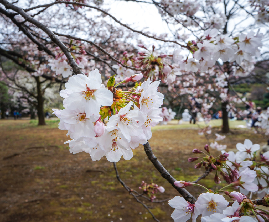 Shinjuku_Gyoen_08