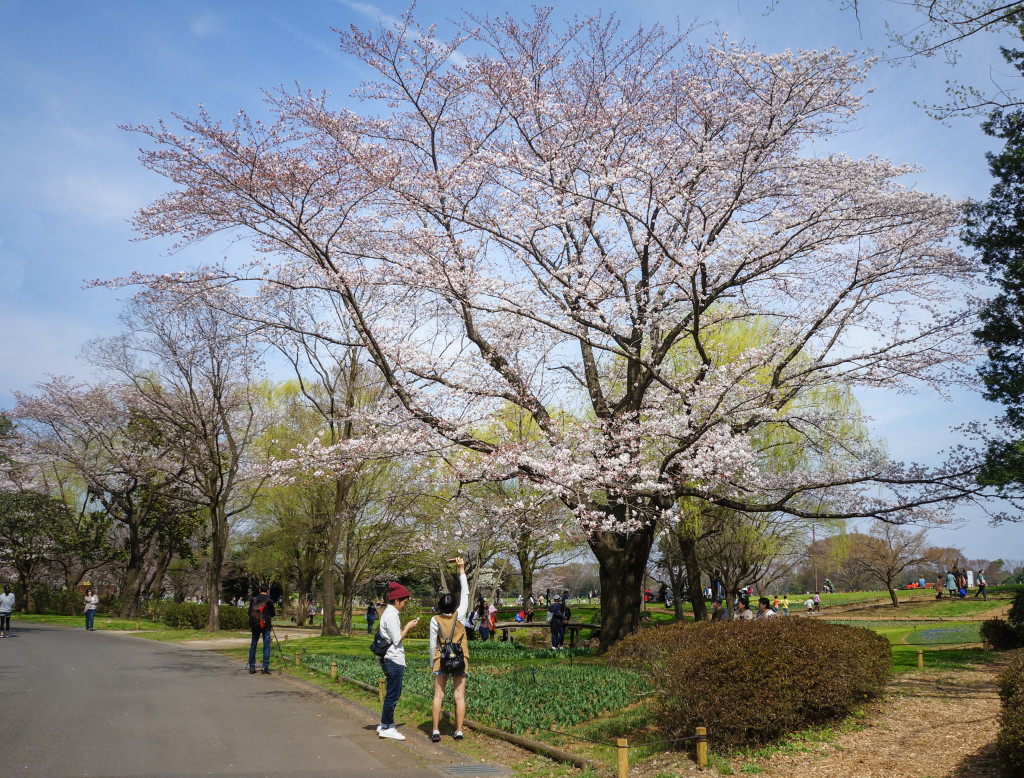 Showa_Kinen_Park_08