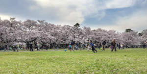 Sakura-2016_Koganei_Park_08