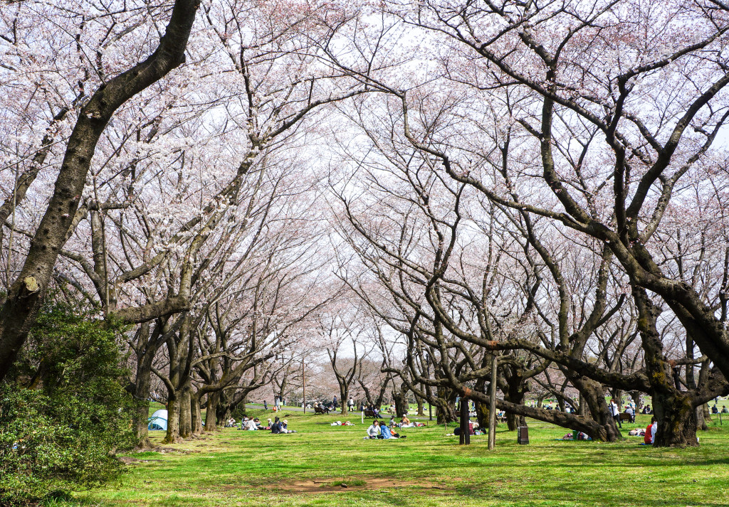 Showa_Kinen_Park_01