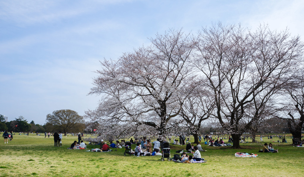 Showa_Kinen_Park_02