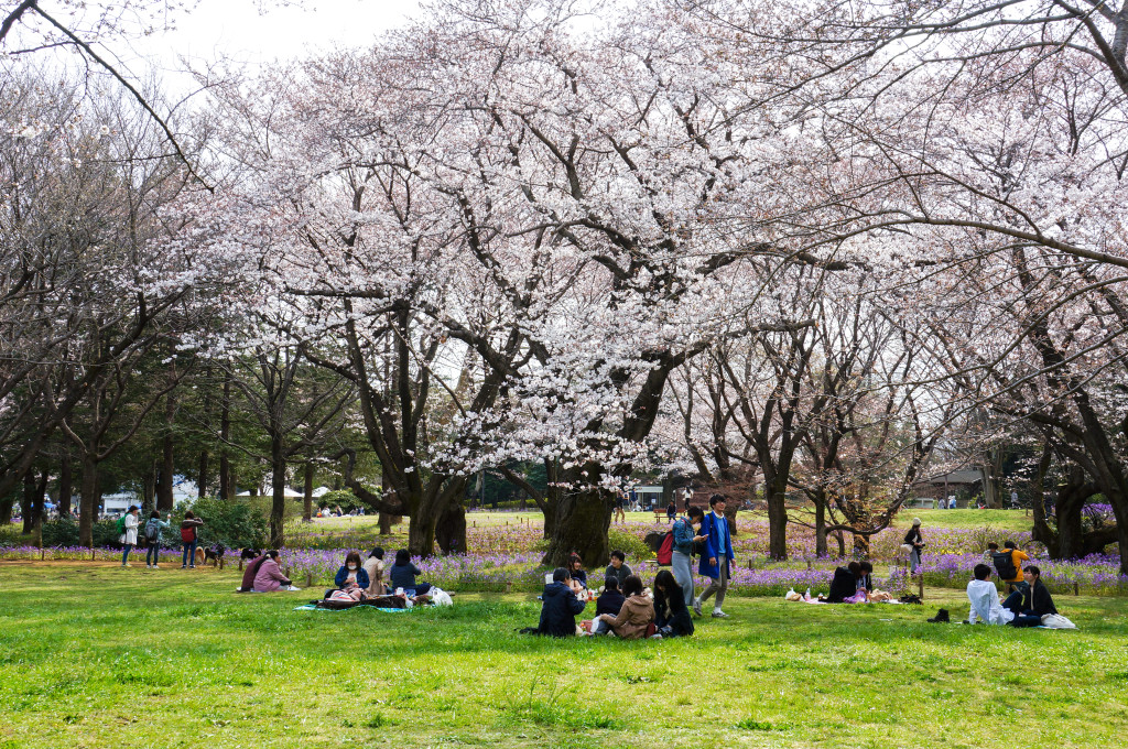 Showa_Kinen_Park_03