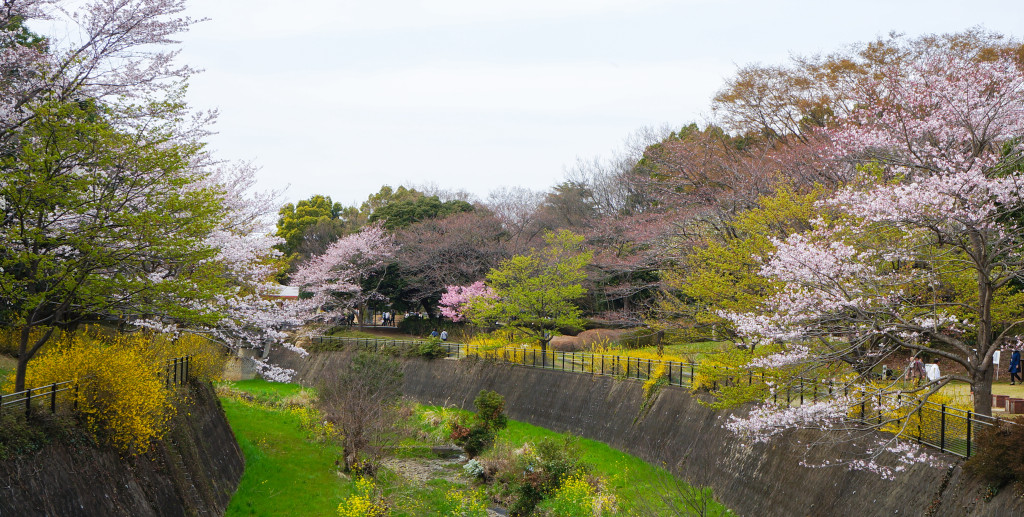 Showa_Kinen_Park_05