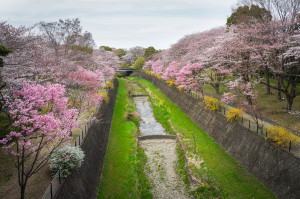 Sakura-2016_Showa_Kinen_Park_06