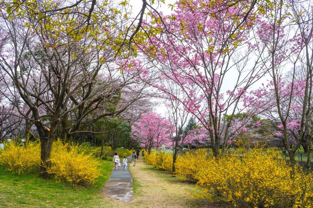 Showa_Kinen_Park_07