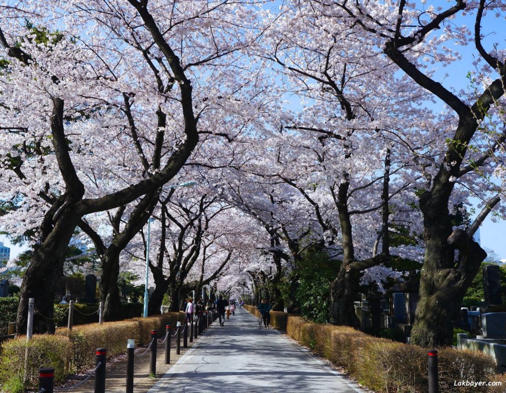 sakura-2015-aoyama-cemetery01