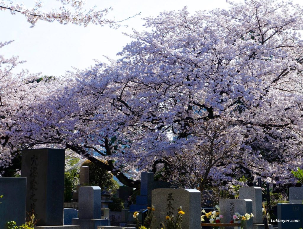 sakura-2015-aoyama-cemetery02