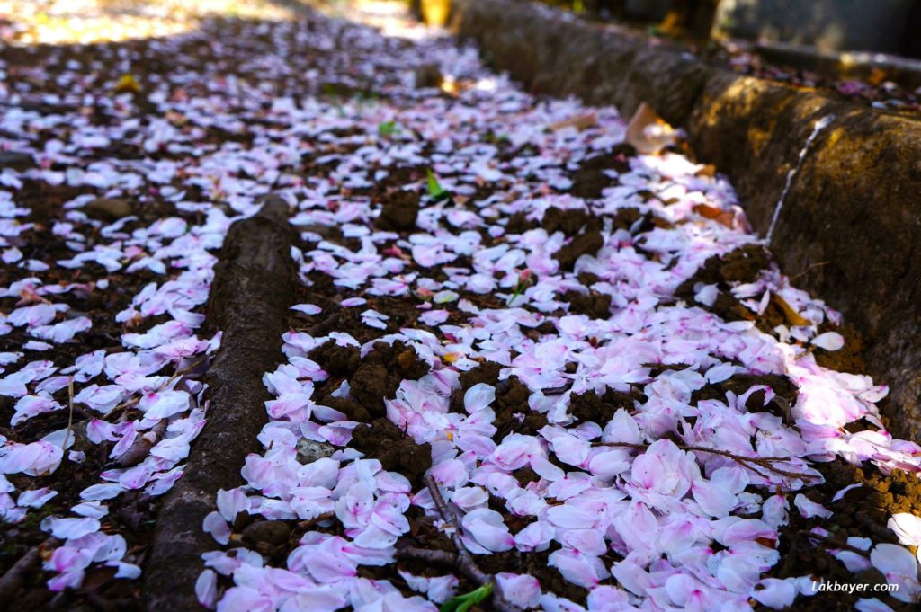 sakura-2015-aoyama-cemetery03