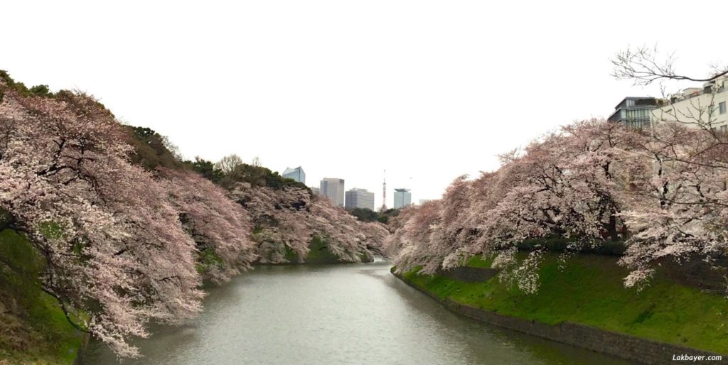 sakura-2015-chidorigafuchi01