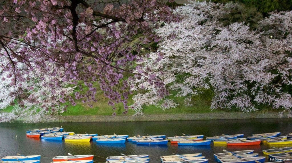 sakura-2015-chidorigafuchi02