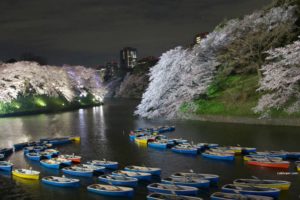 sakura-2015-chidorigafuchi03