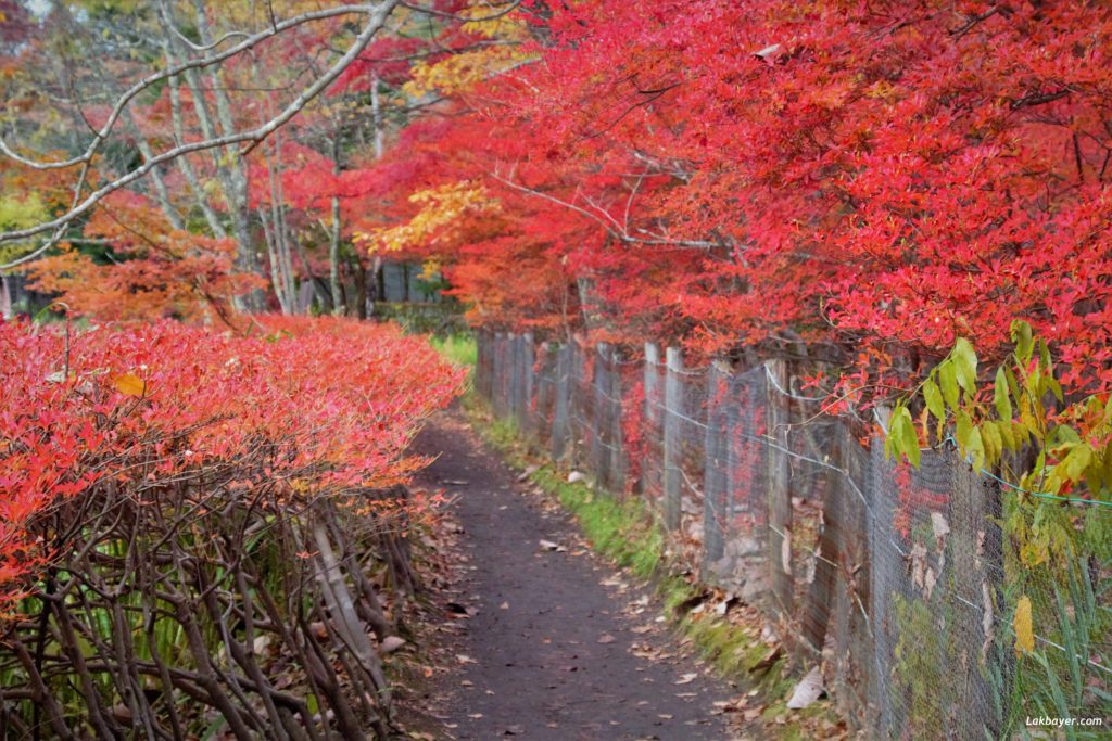 autumn2016_karuizawa05