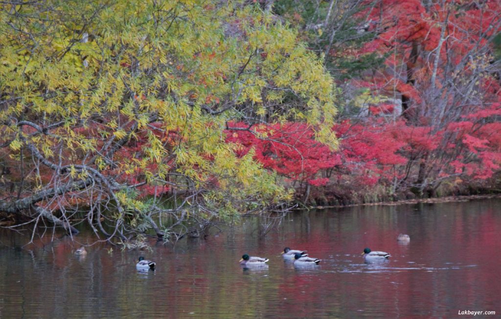 autumn2016_karuizawa08