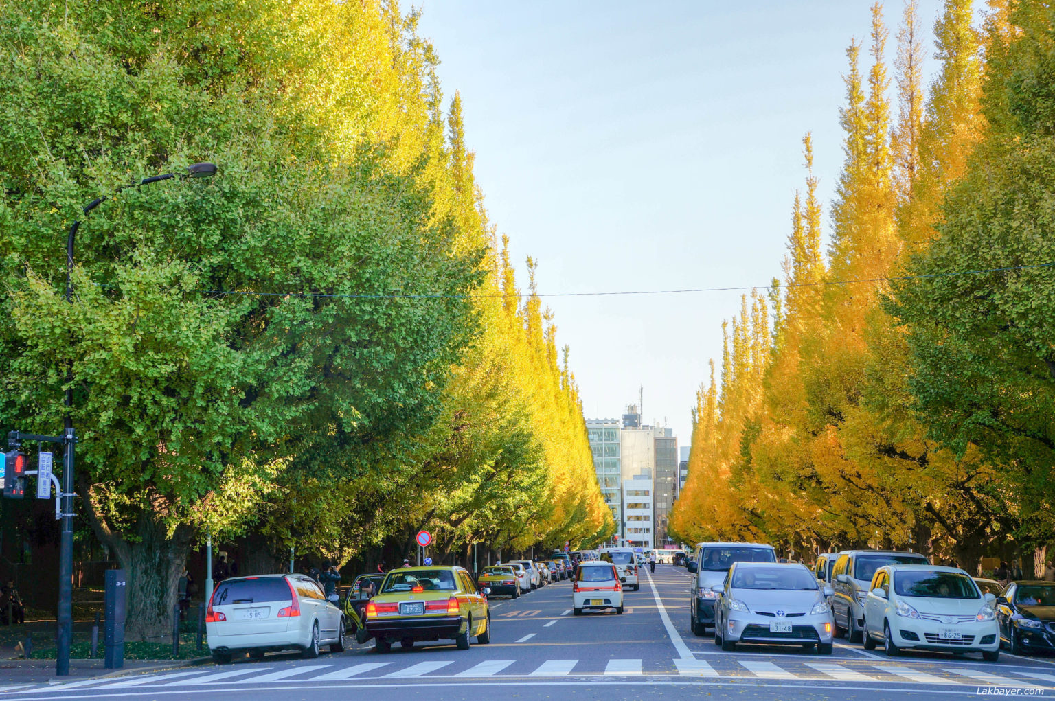 Autumn 2013 Meijijingu Gaien Park’s Ginkgo Avenue Lakbayer