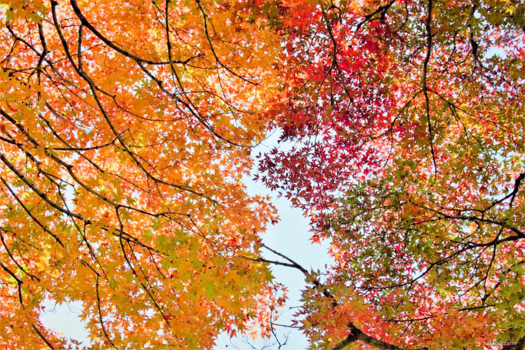 Autumn 2016: Shinjuku Gyoen – Lakbayer