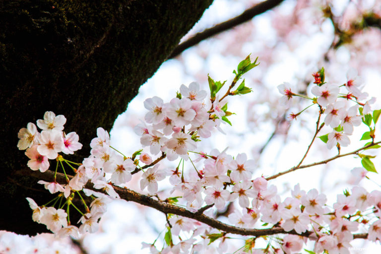 Sakura 2017: Inokashira Park – Lakbayer